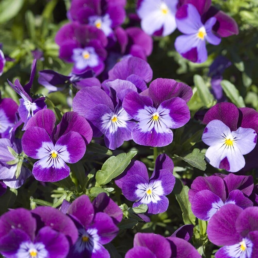 Village-Candle-Violet-Blossom Village Candle Violet Blossom