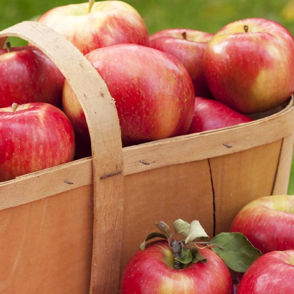 Crisp Apple 602g