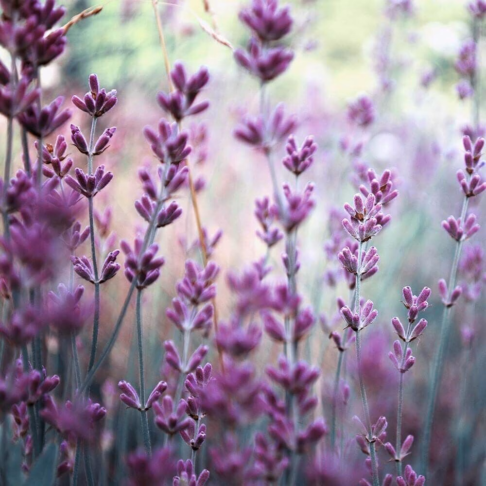 Village-Candle-Rosemary-Lavender Village Candle Rosemary Lavender