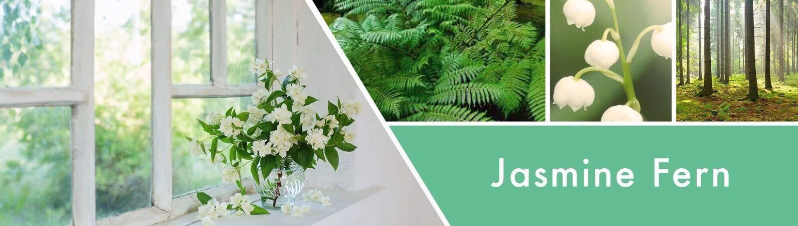 Jasmine Fern 411g (3-Docht)