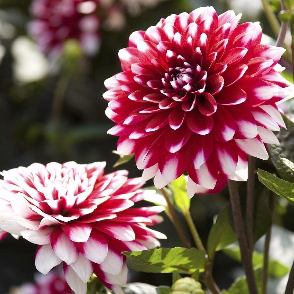 Village Candle Dahlia