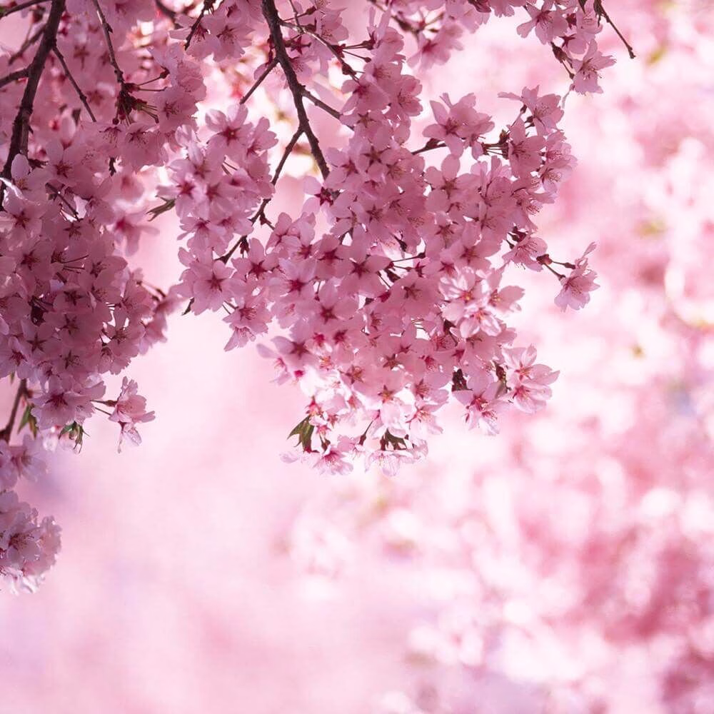 Village-Candle-Cherry-Blossom Cherry Blossom 602g