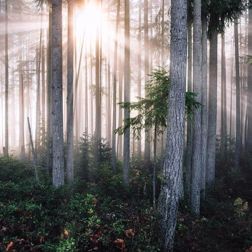 Village-Candle-Forest-Morning-Wood Forest Morning 389g (Chrome)