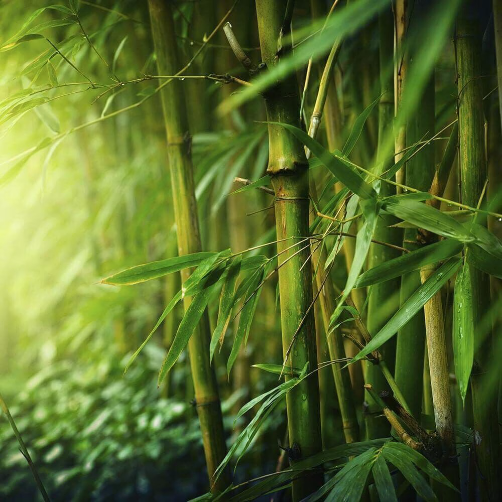 Black Bamboo 389g